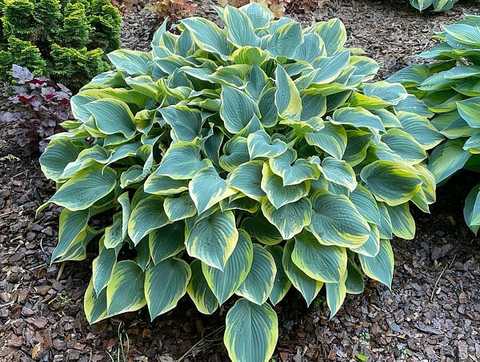 Hostas FIRST FROST 8gab