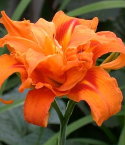 Dienlilijas DOUBLE ORANGE 8gab