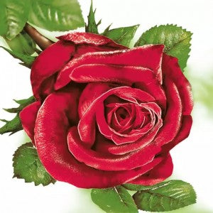 Salvetes puķes Big Red Roses 1pac