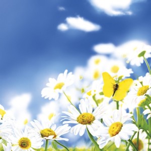 Salvetes puķes Blue Sky Daisies Meadow 1pac